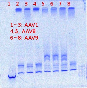File:Aav serotypes 6 6 2012 2.jpg