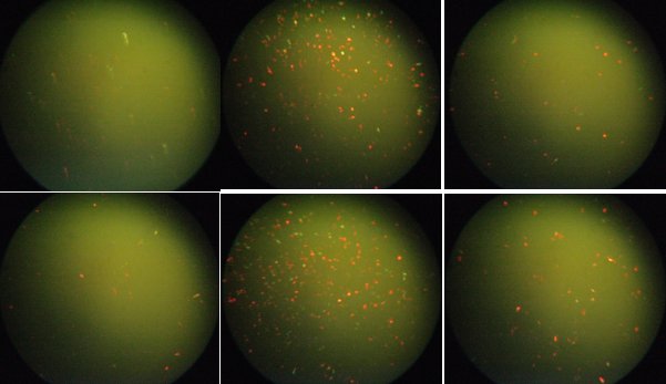 File:1412 transfection 10 10 2012.jpg