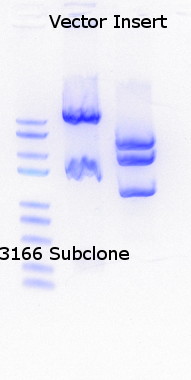 RTENOTITLE