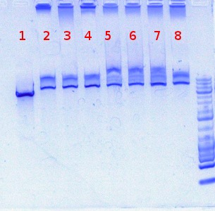 File:Aav serotypes 6 6 2012 1.jpg