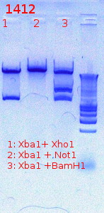 File:1412 digestion 10 5 2012.jpg