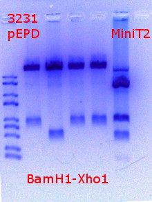 RTENOTITLE