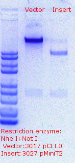 RTENOTITLE