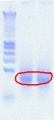 Thumbnail for version as of 14:47, 9 August 2012