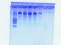 Thumbnail for version as of 16:33, 1 August 2011