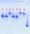 Thumbnail for version as of 16:44, 11 July 2013