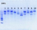 Thumbnail for version as of 13:26, 1 August 2013