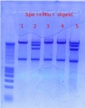 Thumbnail for version as of 16:24, 18 November 2011