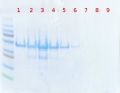 Thumbnail for version as of 17:14, 19 June 2011