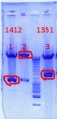 Thumbnail for version as of 13:56, 2 October 2012