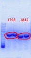 Thumbnail for version as of 09:01, 19 August 2013