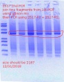 Thumbnail for version as of 11:17, 31 December 2018
