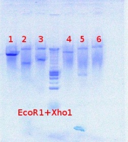 1256-1261 digest detec 7-20-2012.JPG