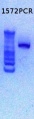 Thumbnail for version as of 14:54, 12 February 2013