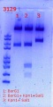Thumbnail for version as of 17:53, 3 March 2018