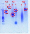 Thumbnail for version as of 15:56, 21 December 2011