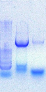 Taq activity 4-13-2011.JPG