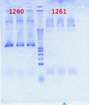 1260+1261 PCR 7-18-2012.JPG