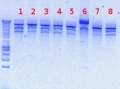 Thumbnail for version as of 13:00, 24 August 2012