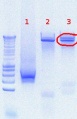 Thumbnail for version as of 15:13, 2 August 2012