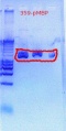Thumbnail for version as of 13:42, 18 October 2011