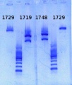 Thumbnail for version as of 12:02, 31 May 2013