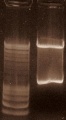 Thumbnail for version as of 14:55, 15 March 2011