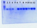 Thumbnail for version as of 10:44, 1 July 2011