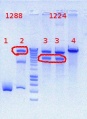 Thumbnail for version as of 13:59, 21 August 2012