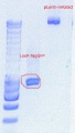 Thumbnail for version as of 15:00, 22 September 2011