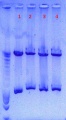 Thumbnail for version as of 17:15, 3 May 2011