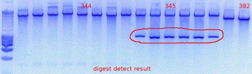 344-345-382-digest detecting result9-29-2011.JPG