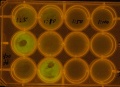 Thumbnail for version as of 18:45, 23 March 2011