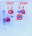 Thumbnail for version as of 10:35, 2 March 2012