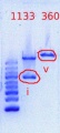 Thumbnail for version as of 13:31, 25 May 2012