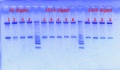 Thumbnail for version as of 13:31, 14 January 2013