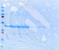 Thumbnail for version as of 14:50, 4 January 2012