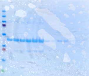 PTriEx-HTNC(Cre) protein----Jan.03 2012.jpg