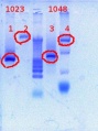 Thumbnail for version as of 13:48, 30 March 2012