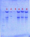 Thumbnail for version as of 14:28, 17 August 2012