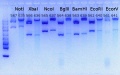 Thumbnail for version as of 14:23, 16 August 2013
