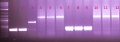 Thumbnail for version as of 17:24, 30 October 2012