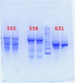Thumbnail for version as of 14:24, 25 June 2013