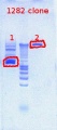 Thumbnail for version as of 14:18, 30 July 2012