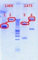 Thumbnail for version as of 11:43, 11 December 2012