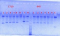 Thumbnail for version as of 12:52, 3 June 2013