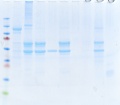 Thumbnail for version as of 18:28, 28 January 2011