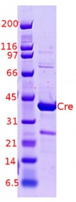 Cre (pTriEx-HTNC)-11-16-2011.jpg