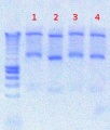 Thumbnail for version as of 15:40, 15 August 2012