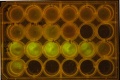 Thumbnail for version as of 12:11, 22 August 2014
